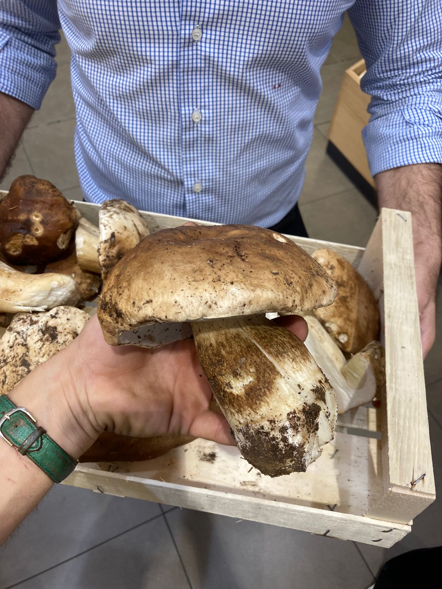 porcini images